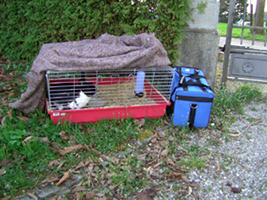 Kaninchen Hoppel