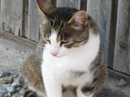Katze Max