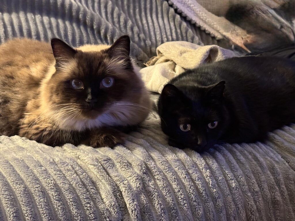 Marley und Bagheera von Lombardo